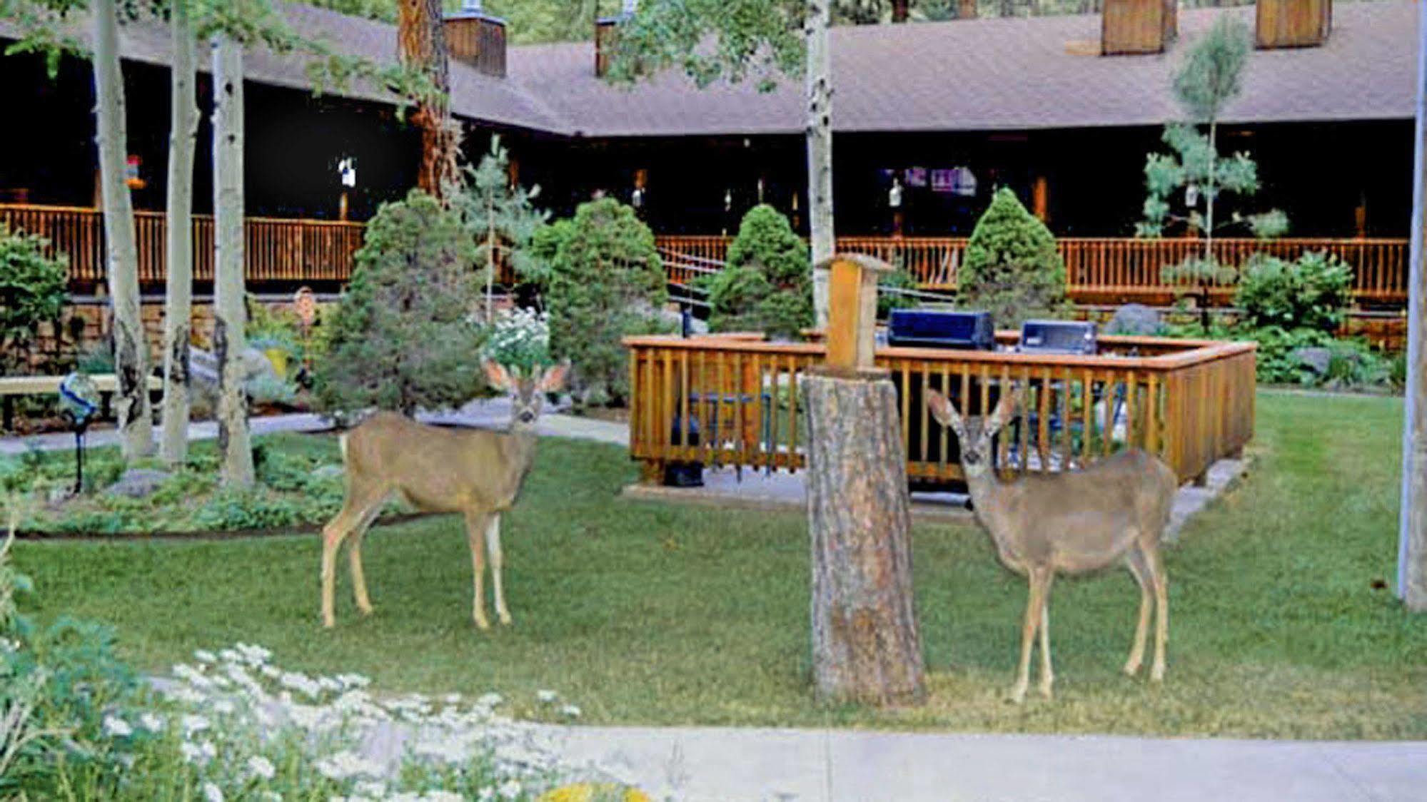 Shadow Mountain Lodge And Cabins Ruidoso Esterno foto
